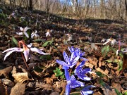 56 Scilla bifolia (Scilla silvestre) con Dens canis (Dente di cane)